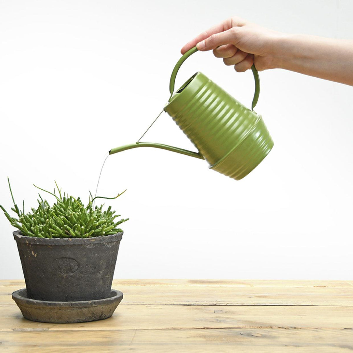 Bloemengieter - Zink - 1 liter, plant in pot