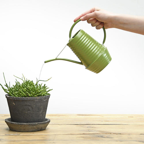 Bloemengieter - Zink - 1 liter, plant in pot