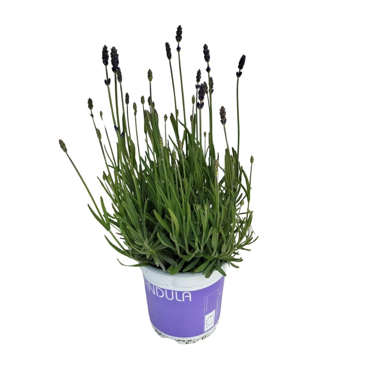 Productfoto van Lavendel Lavandula Hidcote Blue Blauw