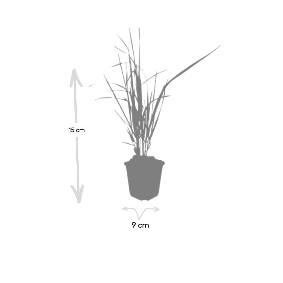 Calamagrostis acut. 'Karl Foerster', groeiwijze van de plant