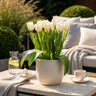 Tulp Triumph White