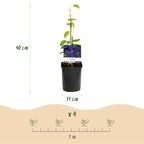 Clematis Jackmanii, groene bladeren