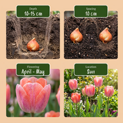 Tulp &