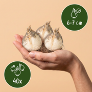 Sierui Allium &
