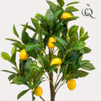 Productafbeelding van Pureplant
