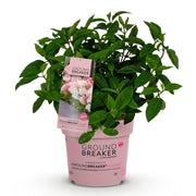 Hydrangea panniculata Groundbreaker Blush, 20-25 cm hoog