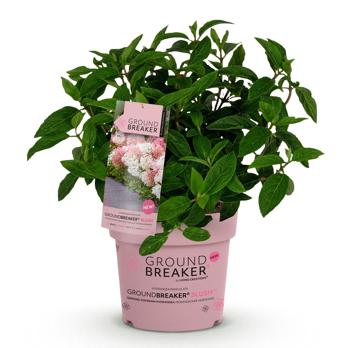 Hydrangea panniculata Groundbreaker Blush, 20-25 cm hoog, detail van het blad