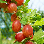 Kruisbes, kenmerkend blad