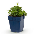 Campanula poscharskyana Lisduggan Variety - Servisch klokje, plant in pot