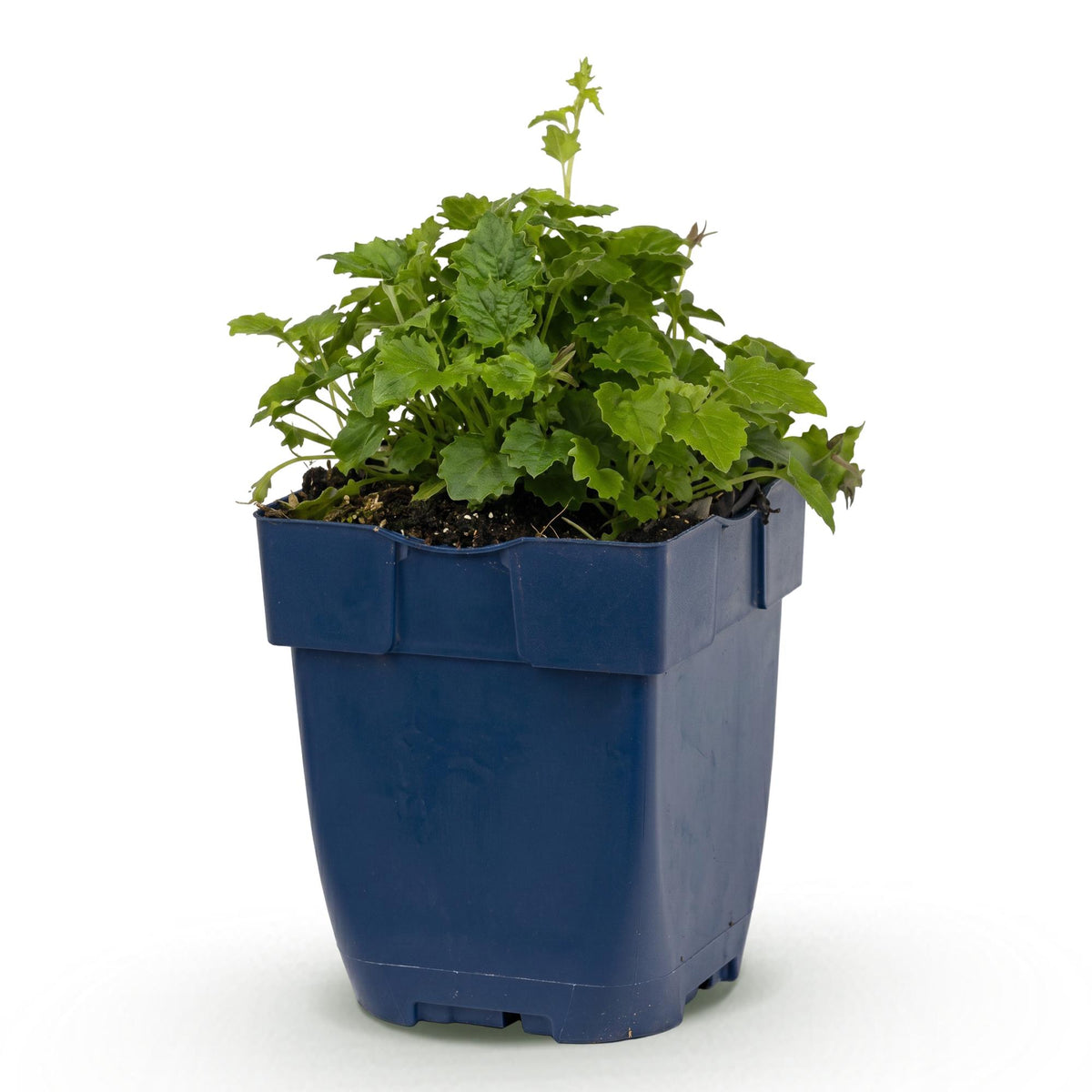 Campanula poscharskyana Lisduggan Variety - Servisch klokje, plant in pot