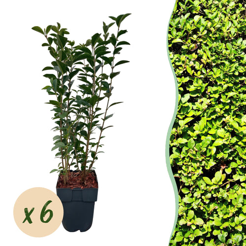 6x Ligustrum ovalifolium, plant in pot