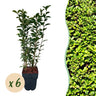 Ligustrum ovalifolium