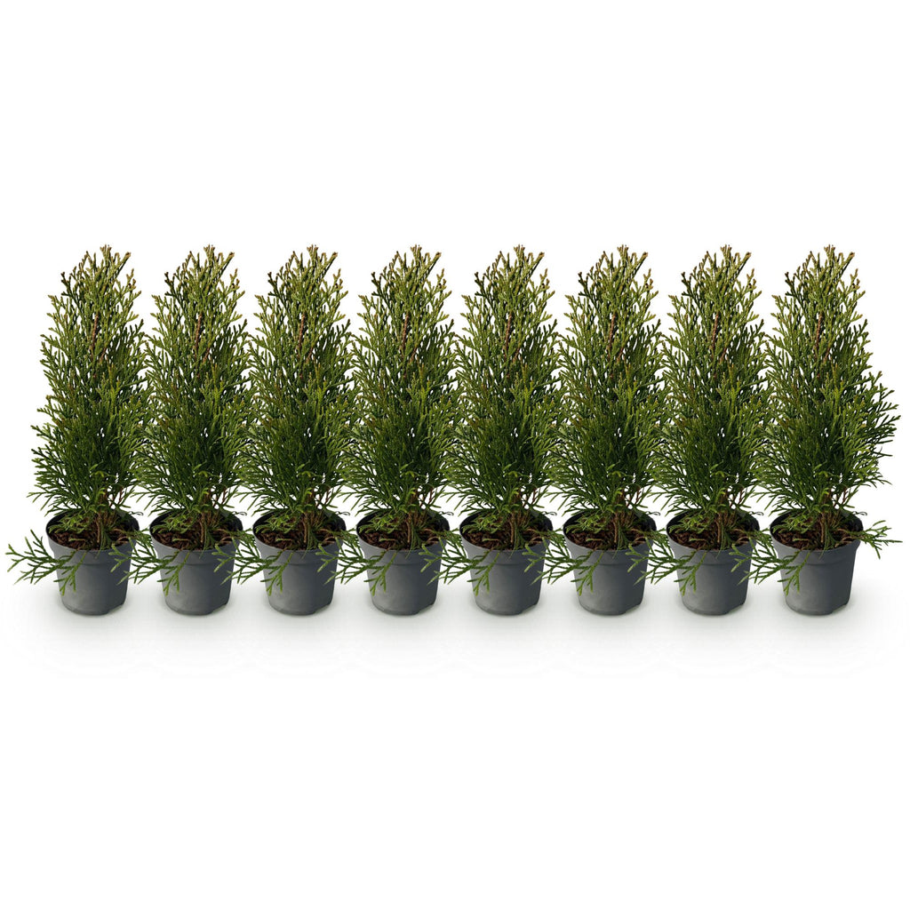 Thuja occidentalis Smaragd, 30-35 cm hoog, plant voor tuin en border