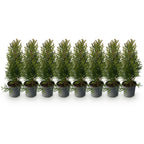 Thuja occidentalis Smaragd, 30-35 cm hoog, plant voor tuin en border