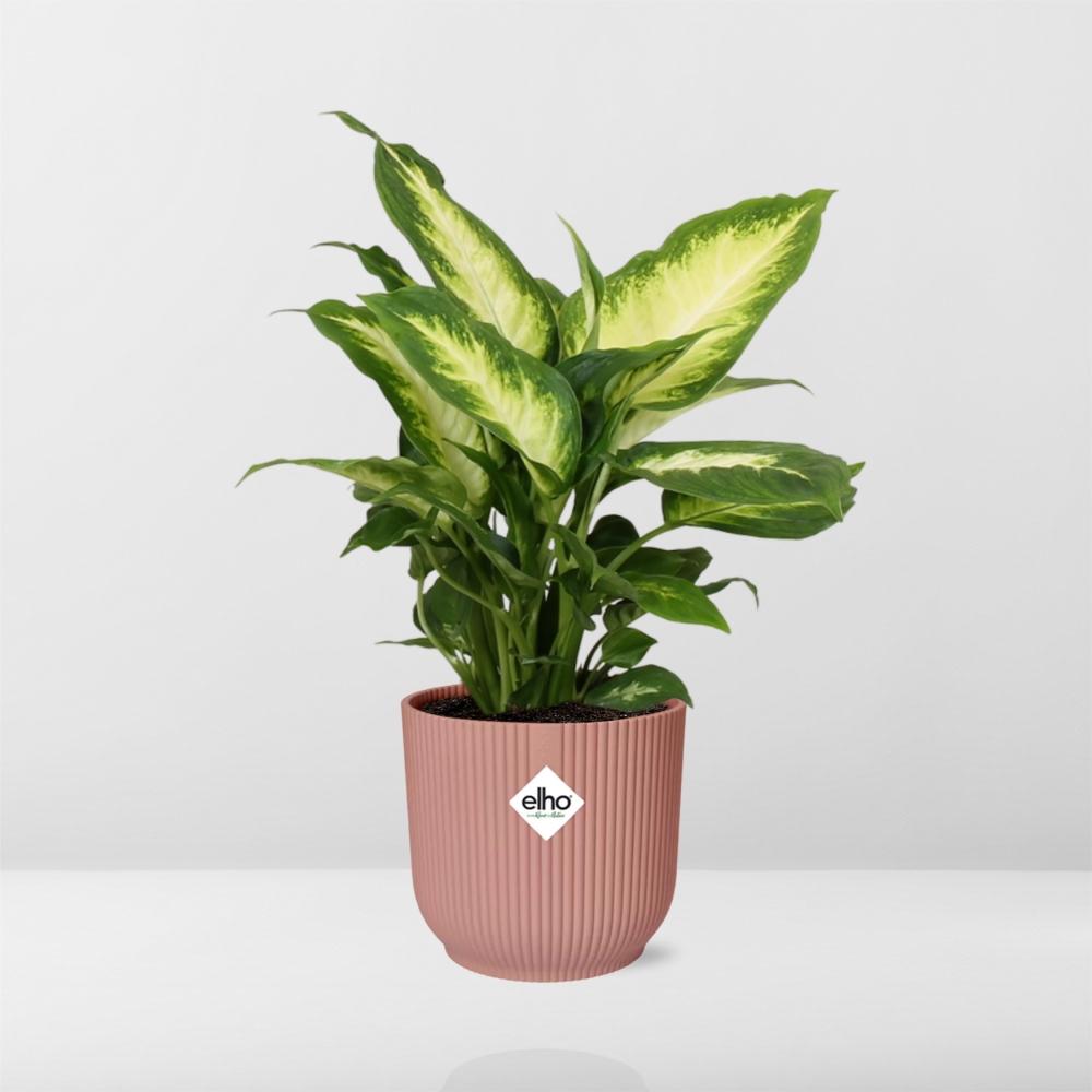 Detailfoto van Dieffenbachia ‘Camilla’ in ELHO Vibes Fold 14cm roze