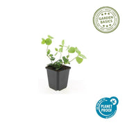 Vinca major
