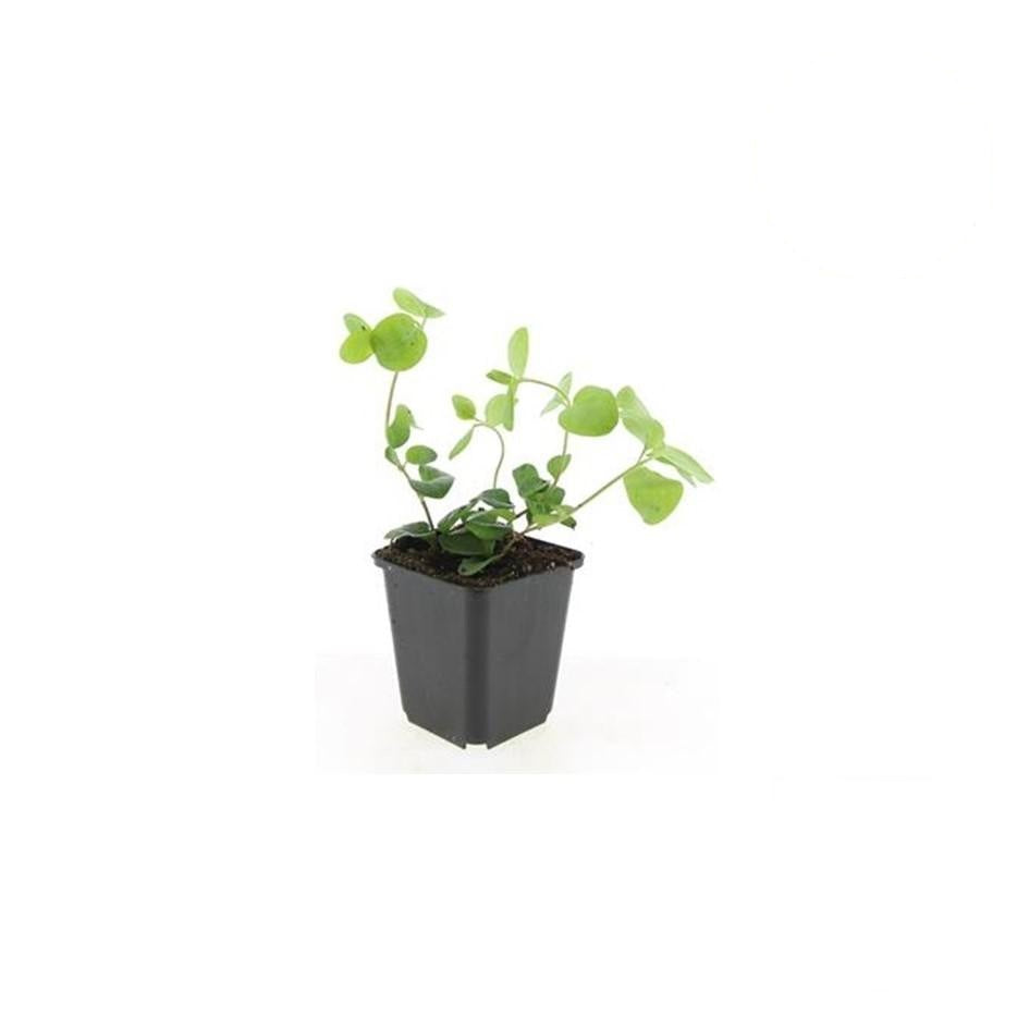 Vinca major, groeiwijze van de plant