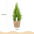 Cupressus Gold Crest Wilma, groene bladeren