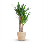 Yucca Elephantipes met Zeegras mand naturel, plant in pot