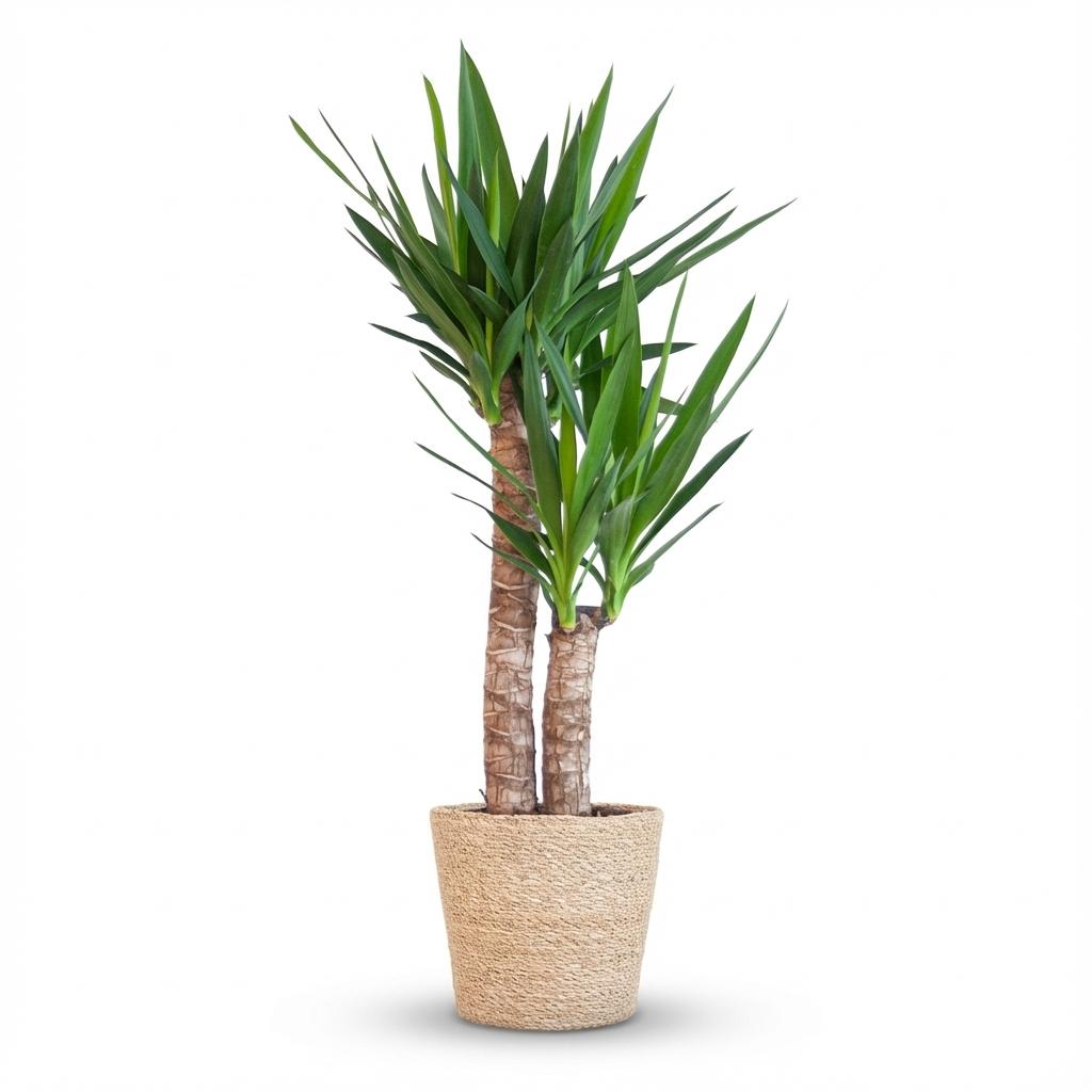 Yucca Elephantipes met Zeegras mand naturel, plant in pot
