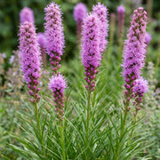 Liatris spicata - Lampenkruid - Paars - 24 Planten