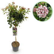 Viburnum tinus Eve Price