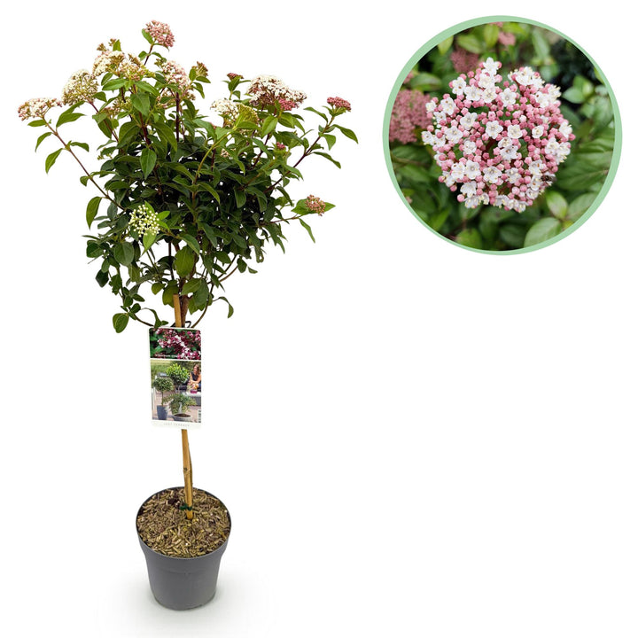 Viburnum tinus Eve Price
