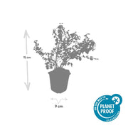 Symphoricarpos ch. &