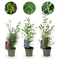 Fargesia dragon Tricolour, bladhoudende bamboe voor de tuin, plant in pot