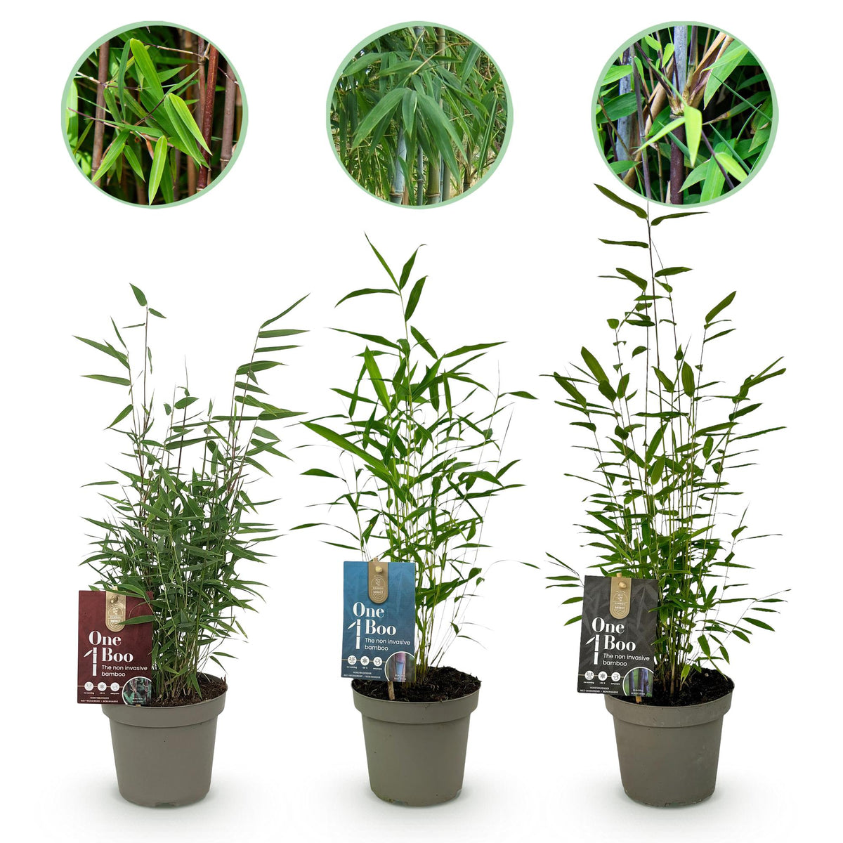 Fargesia dragon Tricolour, bladhoudende bamboe voor de tuin, plant in pot