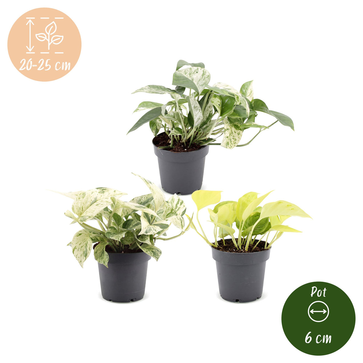 3x Epipremnum Tricolour - Geel - Groen - Creme - Tropisch - Ø6cm - ↕20-25cm, groeiwijze van de plant