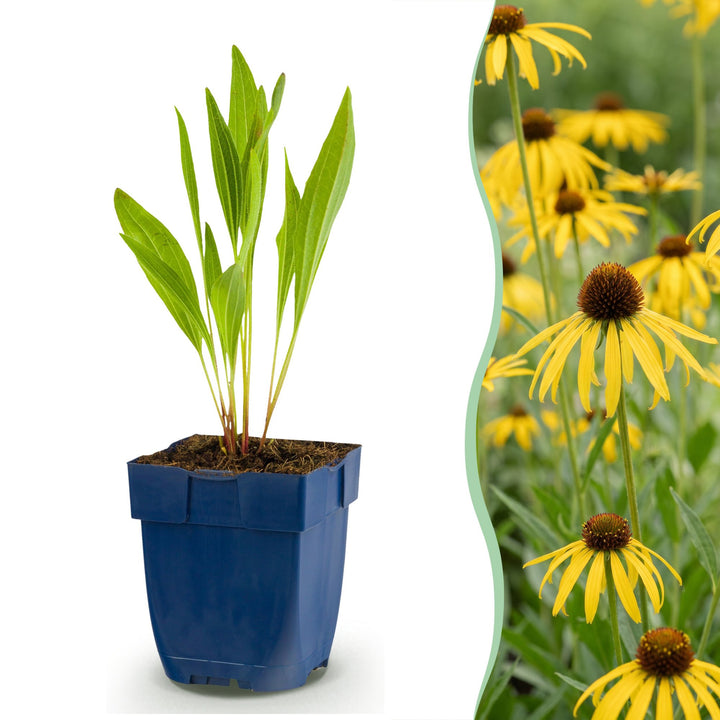Echinacea paradoxa - Zonnehoed - Geel - 24 Planten
