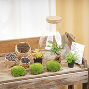 DIY planten terrarium met licht - Sam XL Bonsai