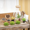 DIY planten terrarium met licht - Sam XL Bonsai
