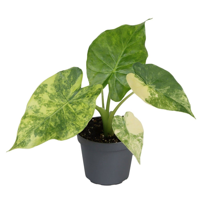 Alocasia macrorrhiza &