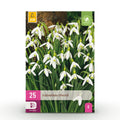 Galanthus Elwesii, detail van het blad