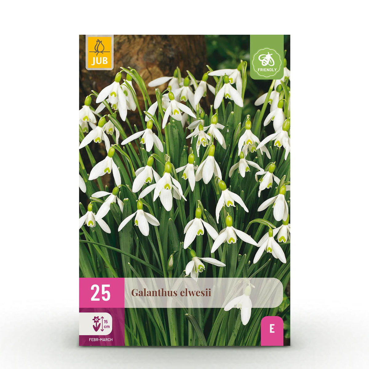 Galanthus Elwesii, detail van het blad