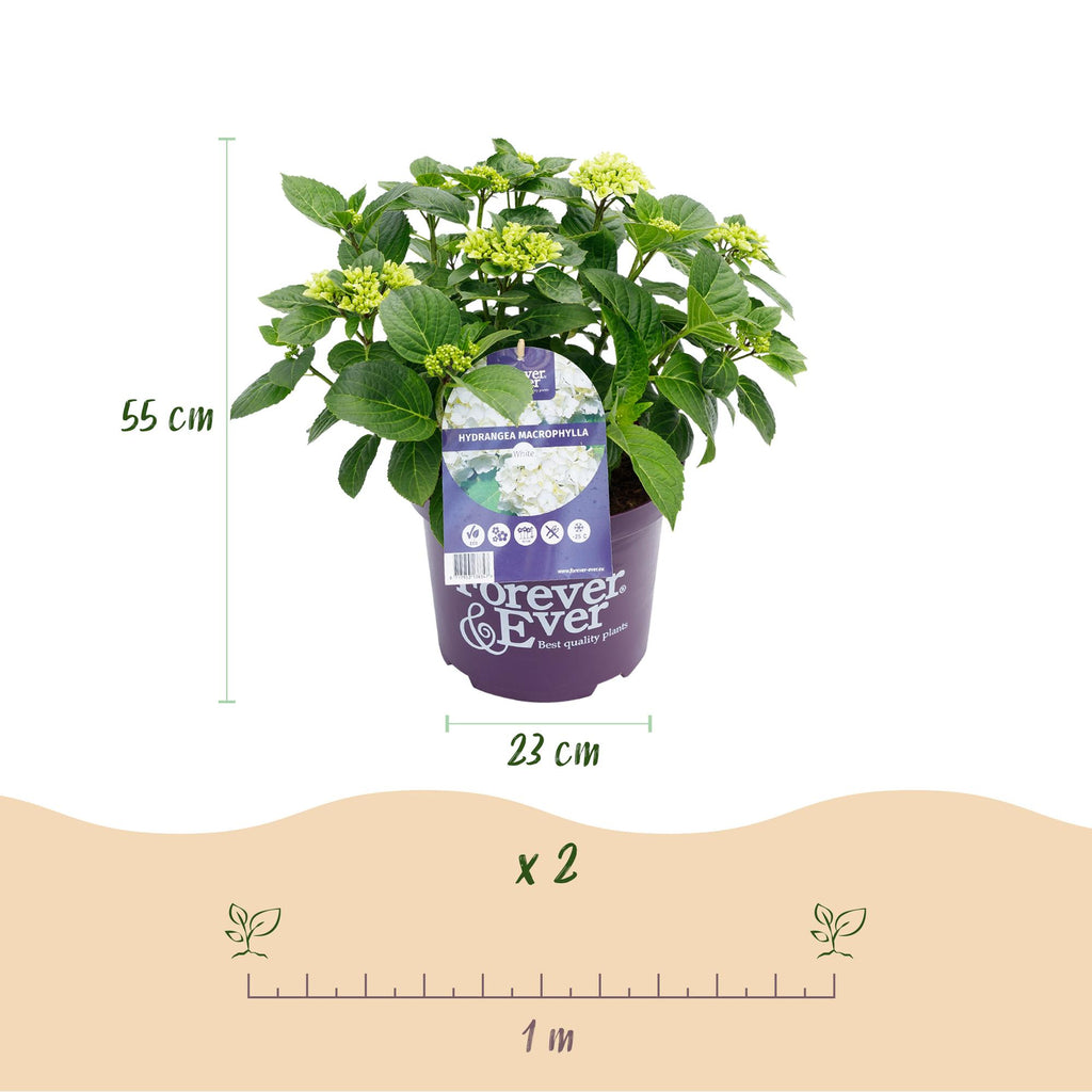 Hortensia Hydrangea Forever & Ever wit, groene bladeren