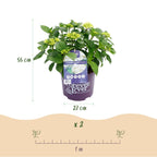 Hortensia Hydrangea Forever & Ever wit, groene bladeren