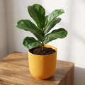 Productfoto van Pot Elho Jazz Round Amber Yellow - D23