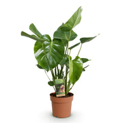 Monstera Deliciosa, 50-55 cm hoog