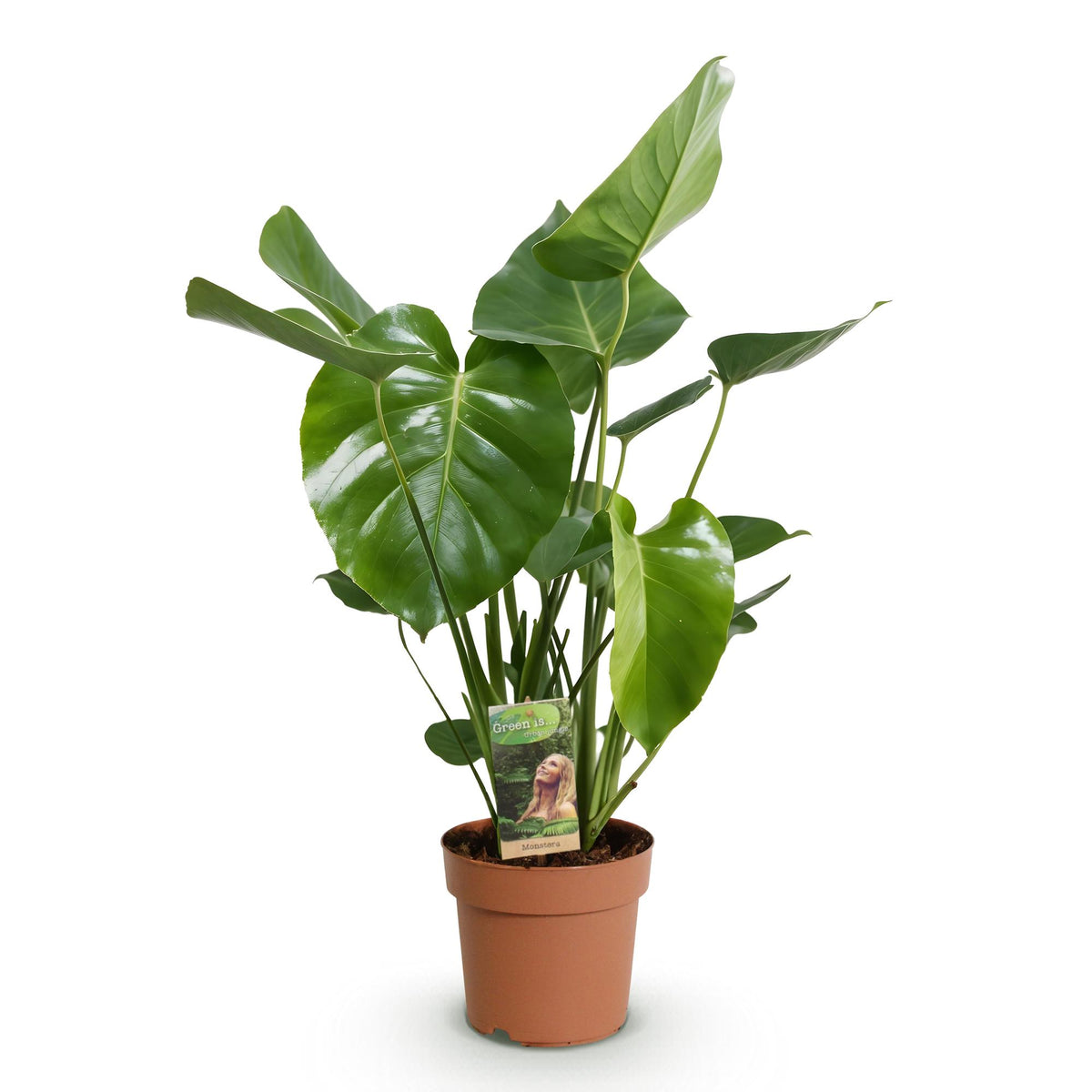 Monstera Deliciosa, 50-55 cm hoog, kenmerkend blad