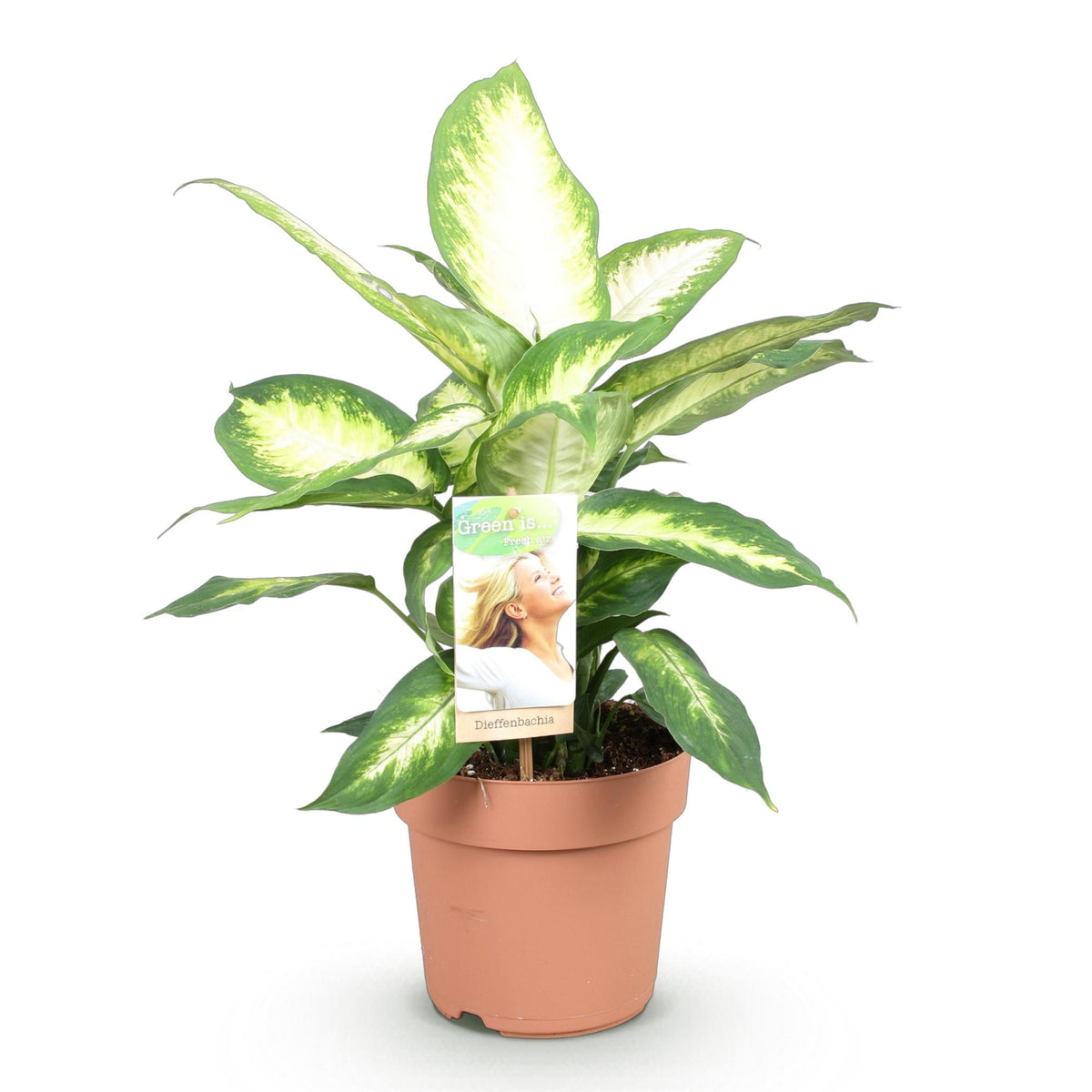 Diefenbachia Camilla, compacte kamerplant