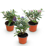 Buddleja davidii Butterfly Candy Little Tricolour