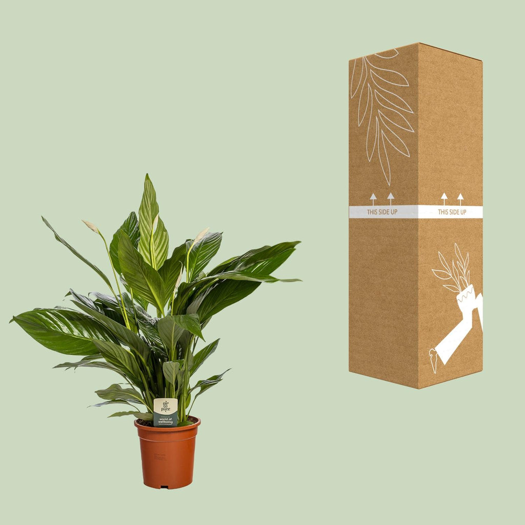 Detailfoto van Spathiphyllum 'Bingo Cupido', vredeslelie, 80 cm hoog