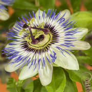 Passiflora caerulea