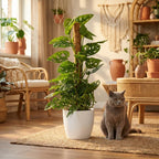 Monkey Mask (Monstera Adansonii Mosstok) met witte pot, plant in pot