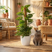 Monkey Mask (Monstera Adansonii Mosstok) met witte pot