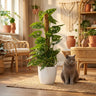 Monkey Mask (Monstera Adansonii Mosstok) met witte pot