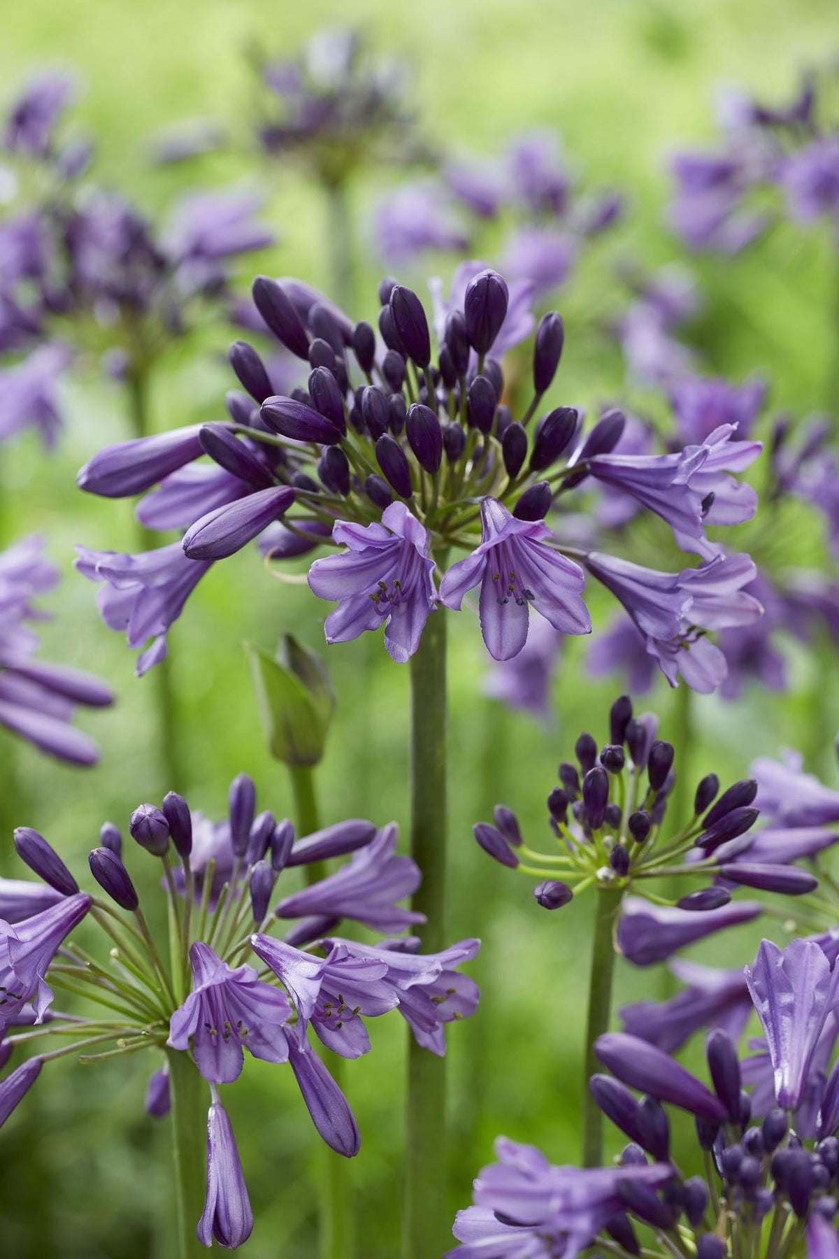 Detailfoto van Agapanthus 'Poppin Purple'